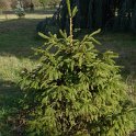 Picea abies jeune